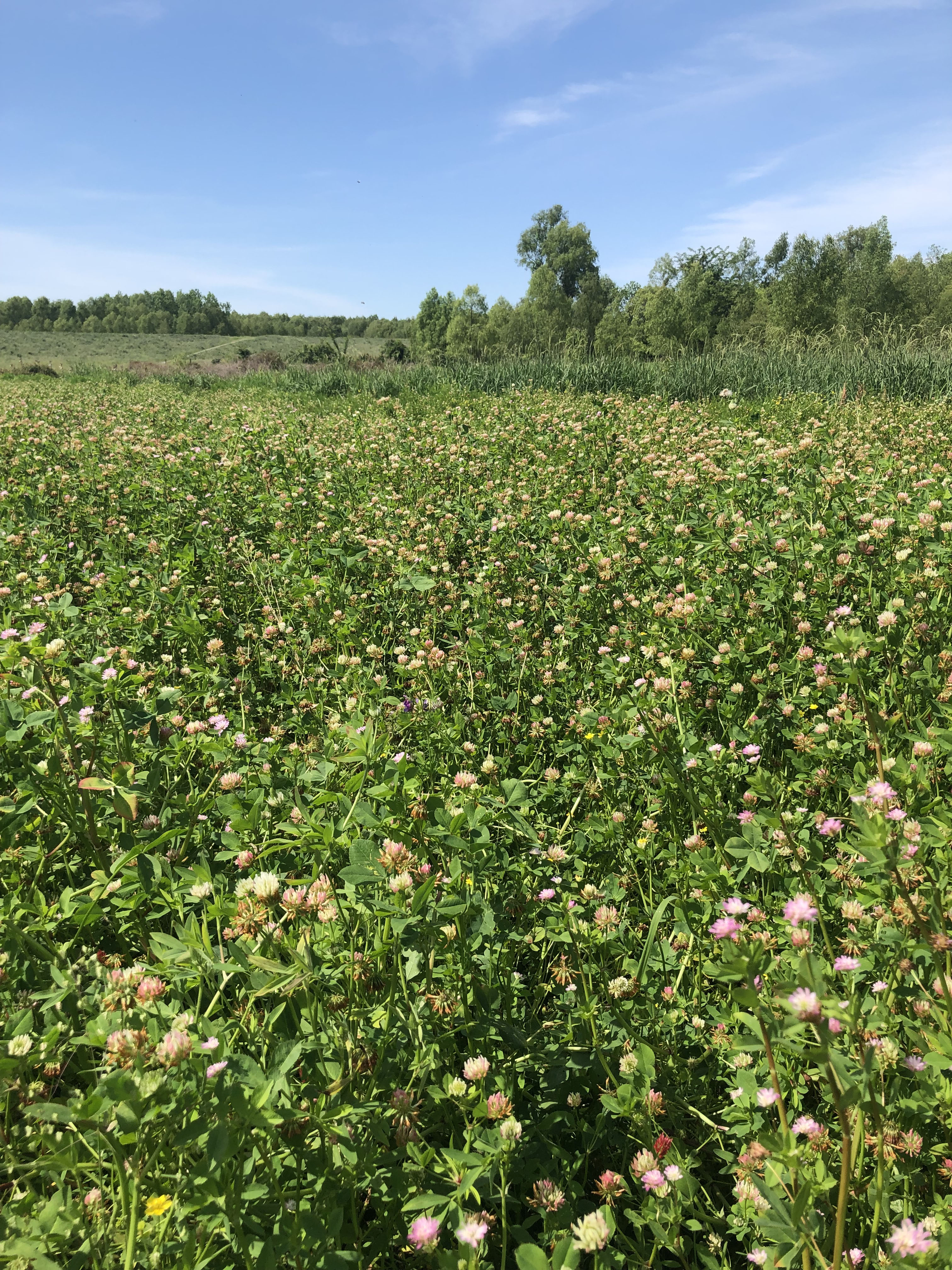 AgCenter research focuses on pollinator, forage relationships 